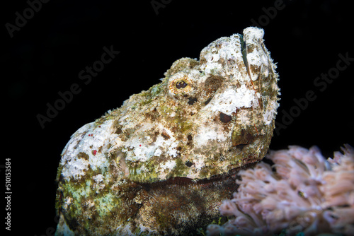 Obraz na plátně Scorpaenopsis diabolus, the false stonefish, false scorpionfish or the devil scorpionfish, is a species of venomous marine ray-finned fish belonging to the family Scorpaenidae, the scorpionfishes