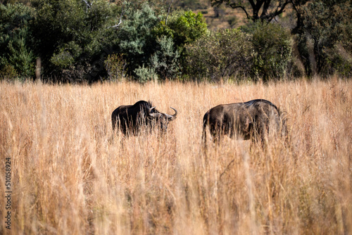 Two wildebeest enjoying the African savannah of the Pilanesberg National Park in South Africa  an herbivorous antelope.