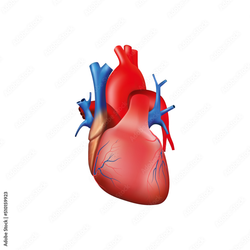 Human heart anatomy on white background vector illustration Human heart anatomy on white background vector illustration