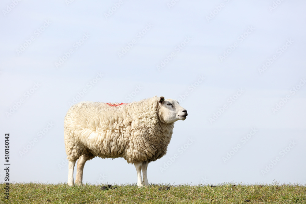 Sheep with thick coat