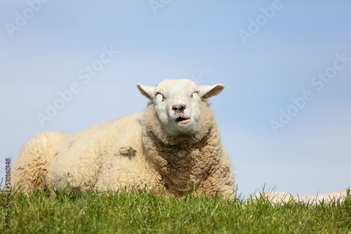 Content sheep resting photo