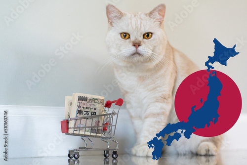 Scottish fold cat with shopping cart of 10000 JYP photo