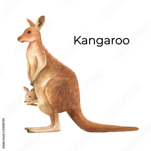Australian animal watercolor illustration isolated on white background. Cute hand drawn kangaroo. Australia Day