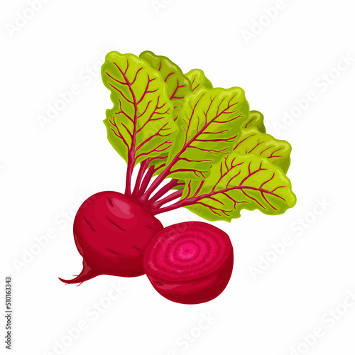 Beet. Red ripe beets. Ripe organic vegetable from the garden. Farm product. Sugar beet, vector illustration isolated on a white background