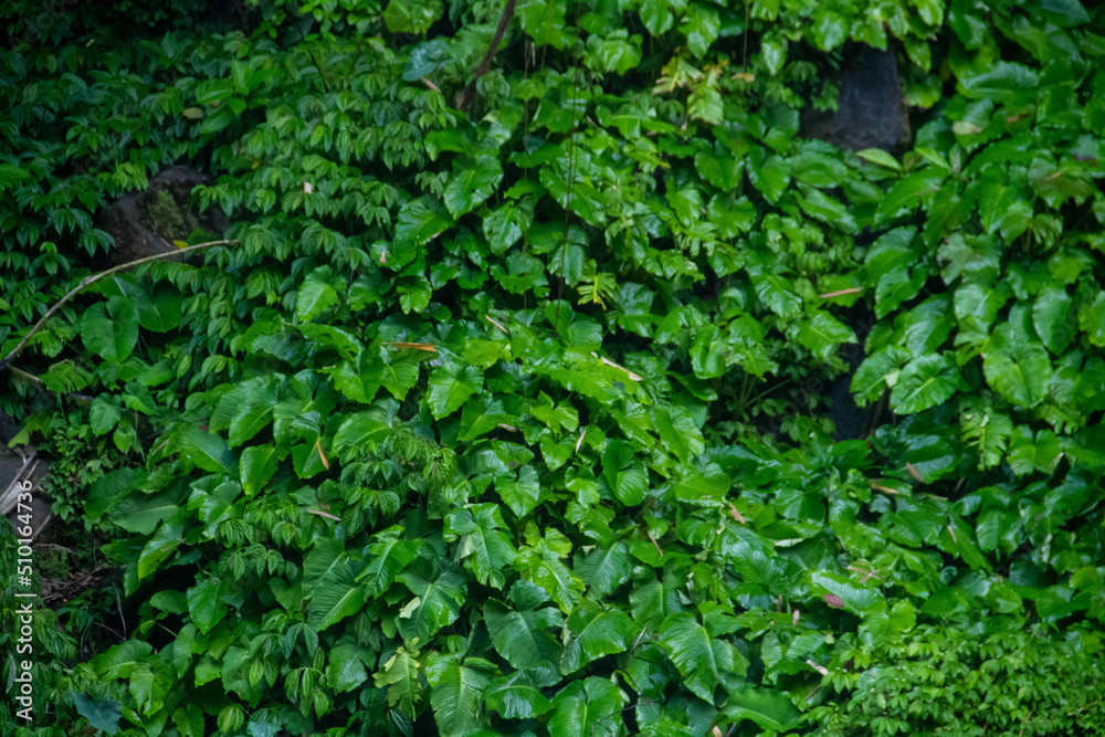 Very fresh green foliage background in mountainous area Very fresh green foliage background in mountainous area