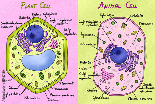 lllustration of the animal and plant cells photo