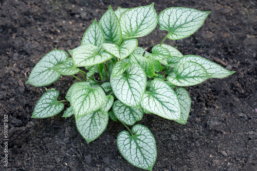 Variegated leaves of Brunnera macrophylla in a spring garden. Gardening, landscape design.