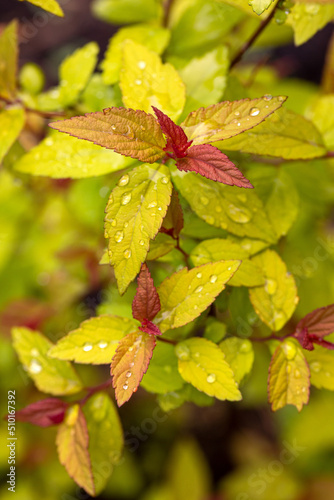 Bright leaves of the Goldflame spirea variety in the spring garden. Gardening, landscape design.