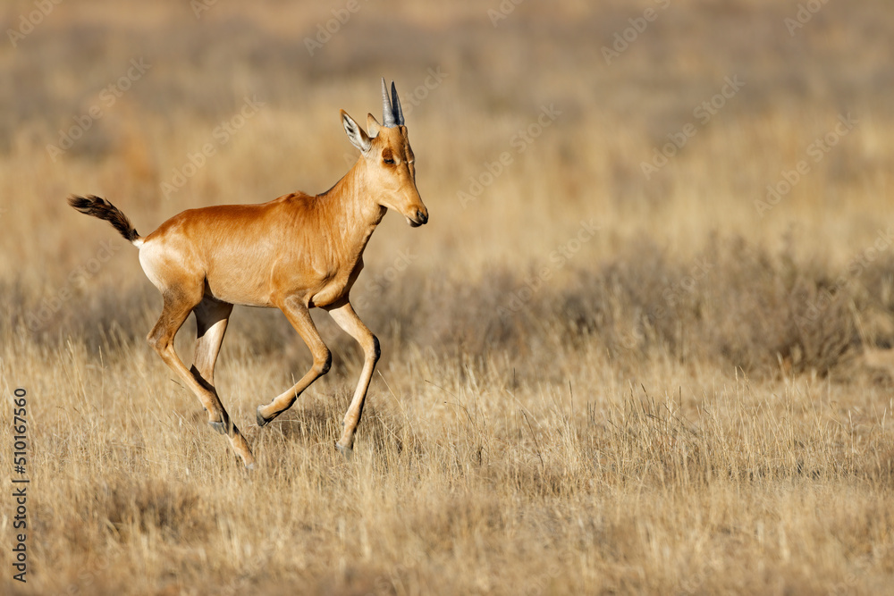 Young red hartebeest (Alcelaphus buselaphus) running in grassland, Mountain Zebra National Park, South Africa. Young red hartebeest (Alcelaphus buselaphus) running in grassland, Mountain Zebra National Park, South Africa.
