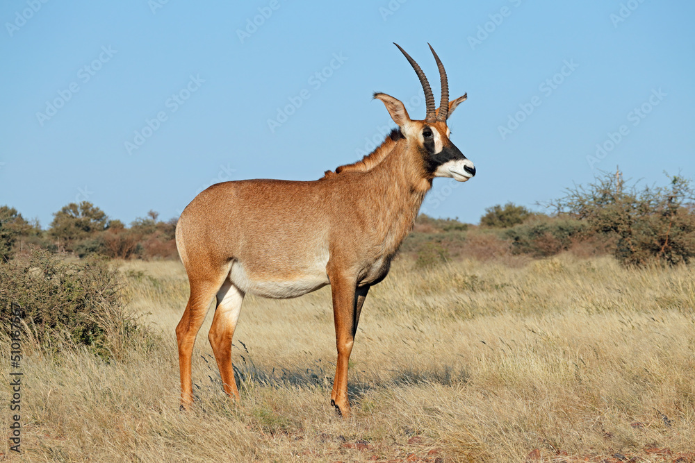 Naklejka premium A rare roan antelope (Hippotragus equinus) in natural habitat, South Africa.