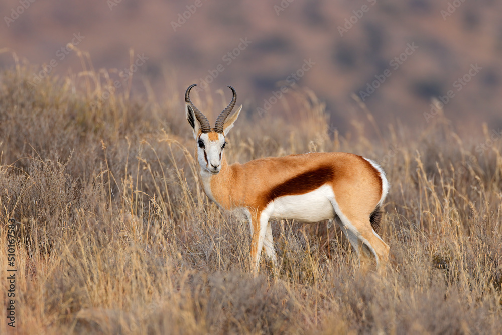 A springbok antelope (Antidorcas marsupialis) in grassland, Mokala National Park, South Africa. A springbok antelope (Antidorcas marsupialis) in grassland, Mokala National Park, South Africa.