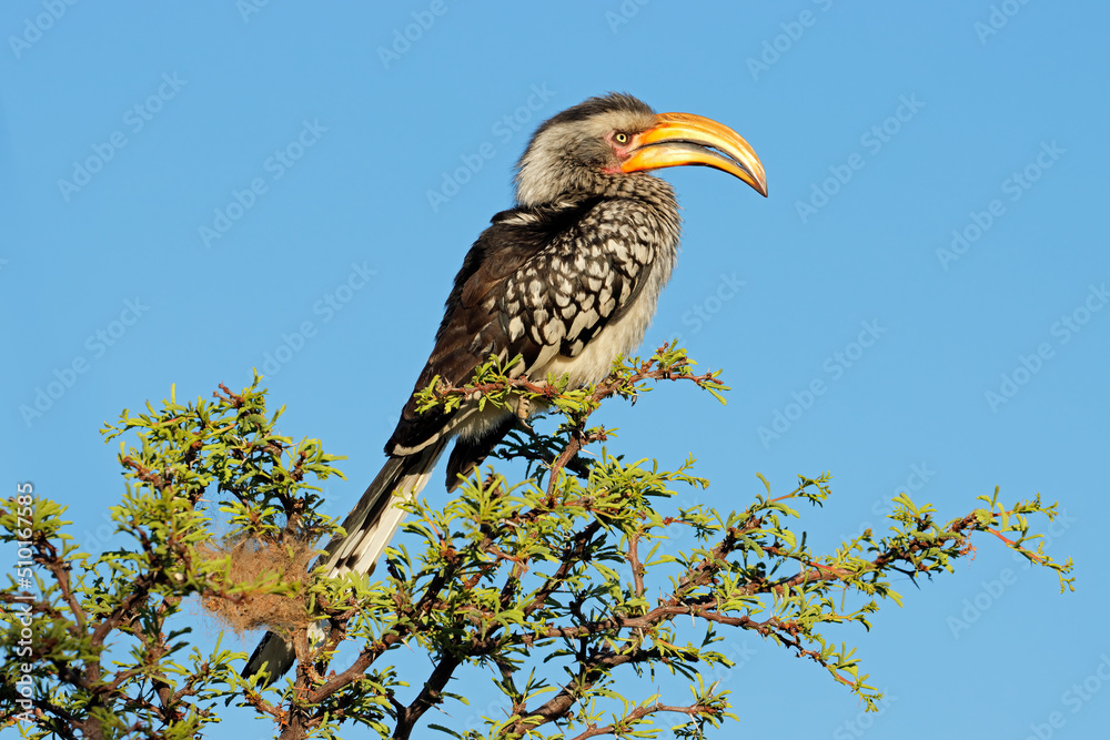 Obraz premium A yellow-billed hornbill (Tockus flavirostris) perched in a tree, South Africa.