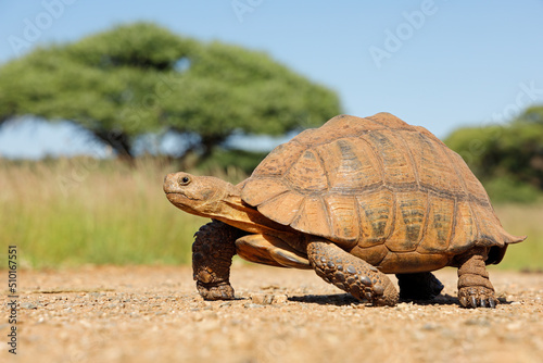 Leopard tortoise (Stigmochelys pardalis) walking in natural habitat, South Africa.
