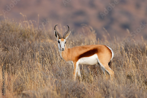A springbok antelope (Antidorcas marsupialis) in grassland, Mokala National Park, South Africa. photo