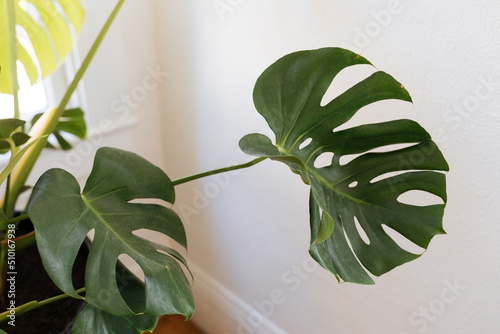 Green monstera leaves in the window photo