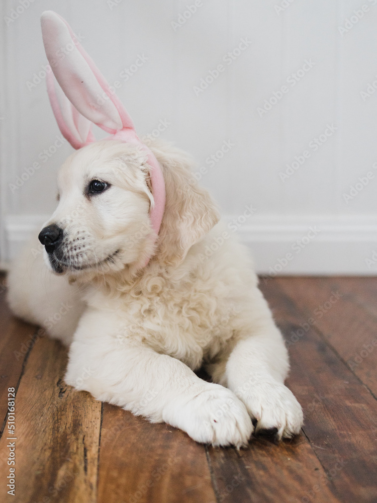 English cream golden retriever puppy in bunny ears English cream golden retriever puppy in bunny ears