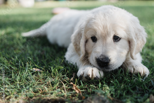 English cream golden retriever puppy laying on lawn