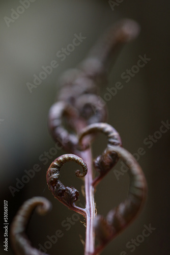 Elegant unfolding fern leaf photo