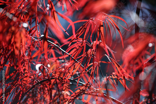 Fresh new leaves on a Japanese acer tree photo