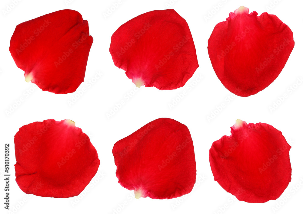 red rose petals isolated on a white background. 