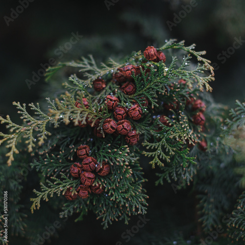 Close-up of cypress fruits that turned red.