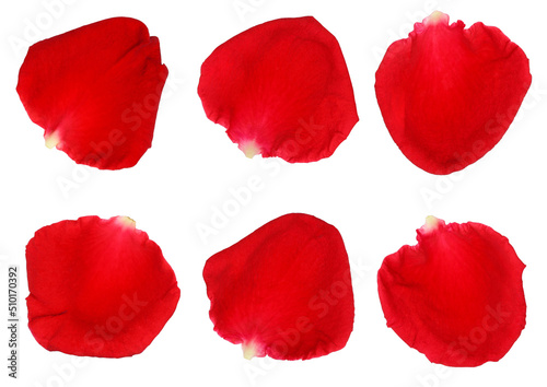 red rose petals isolated on a white background. 