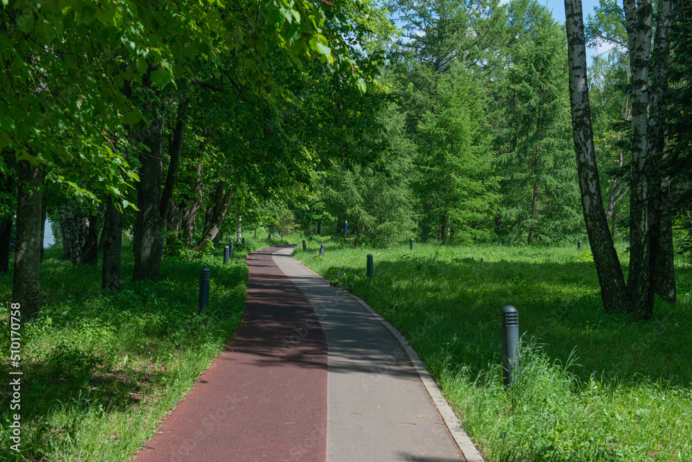 pedestrian and bicycle path in the forest pedestrian and bicycle path in the forest