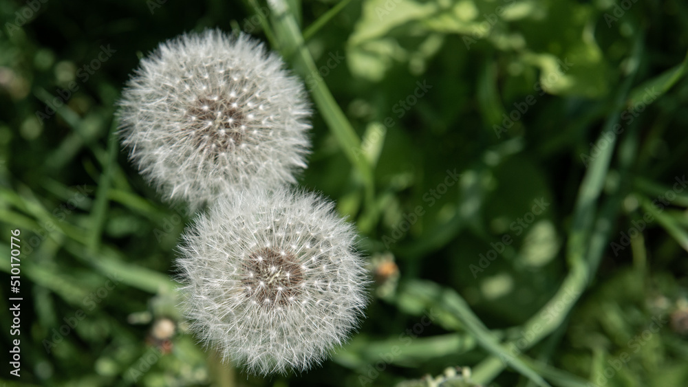 Two dandelion seed heads together on the green meadow, selective focus Two dandelion seed heads together on the green meadow, selective focus