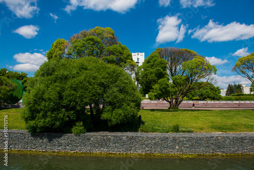 green tree against a background of clouds and blue sky