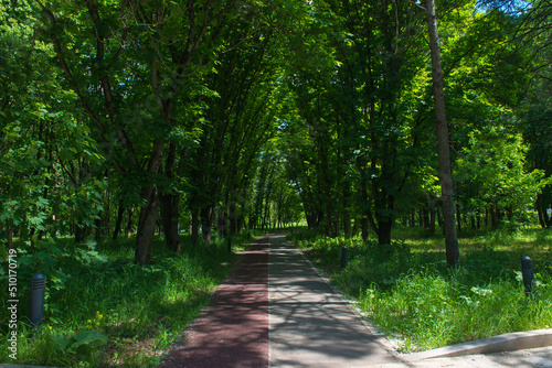 pedestrian and bicycle path in the forest