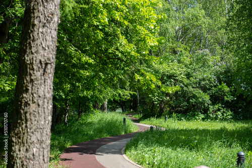 pedestrian and bicycle path in the forest