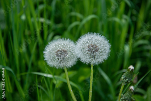 Two dandelion seed heads together on the green meadow  selective focus