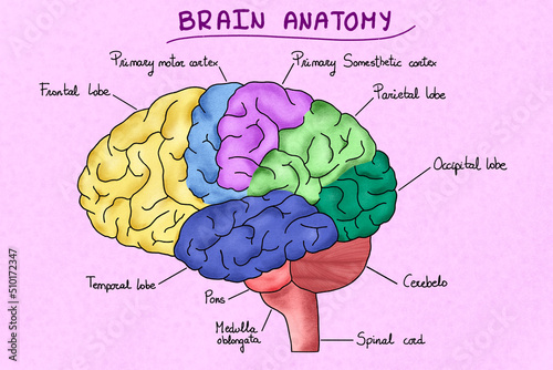 Human brain anatomy illustration photo