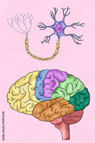 Human brain and neuron illustration photo