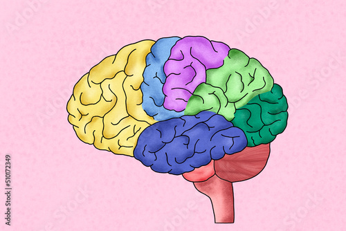 Human brain anatomy illustration photo