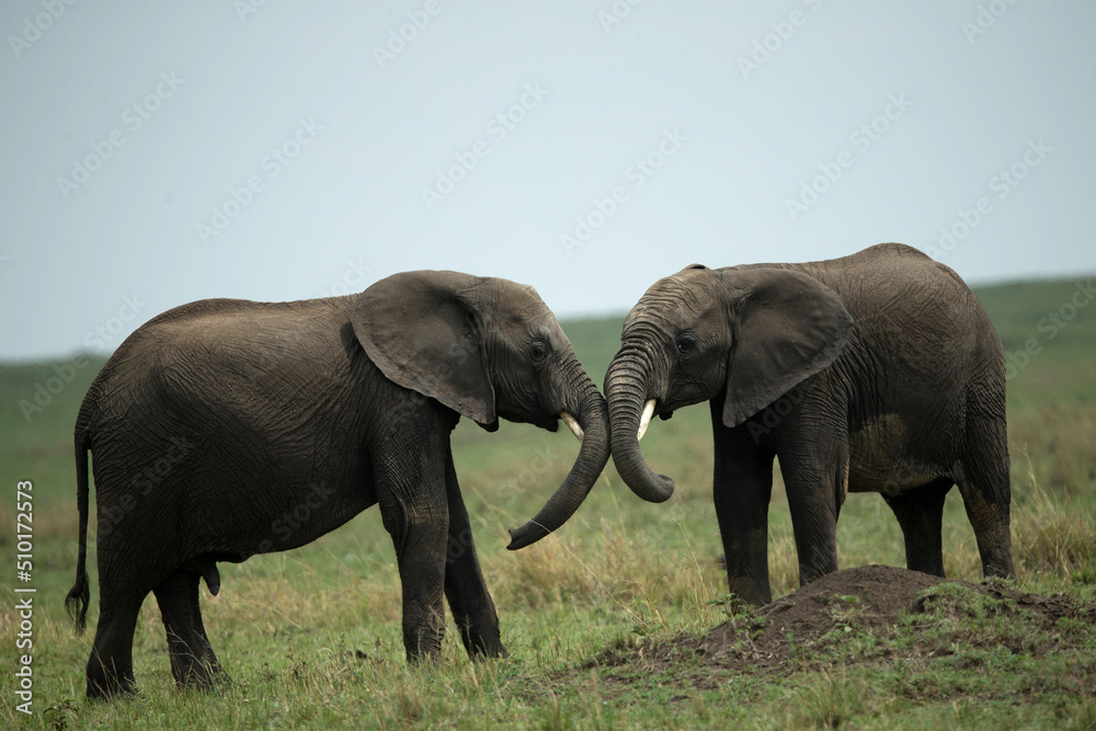 Africa. Wild Life.