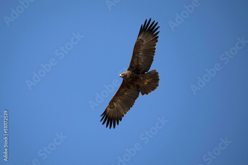 African wilde life. Kenya.