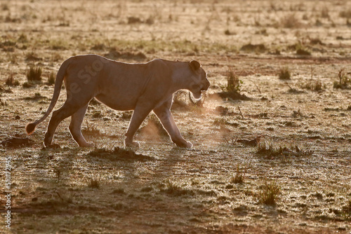 African wilde life. Kenya.