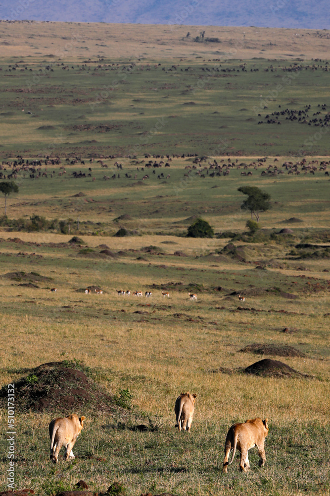 African wilde life. Kenya.