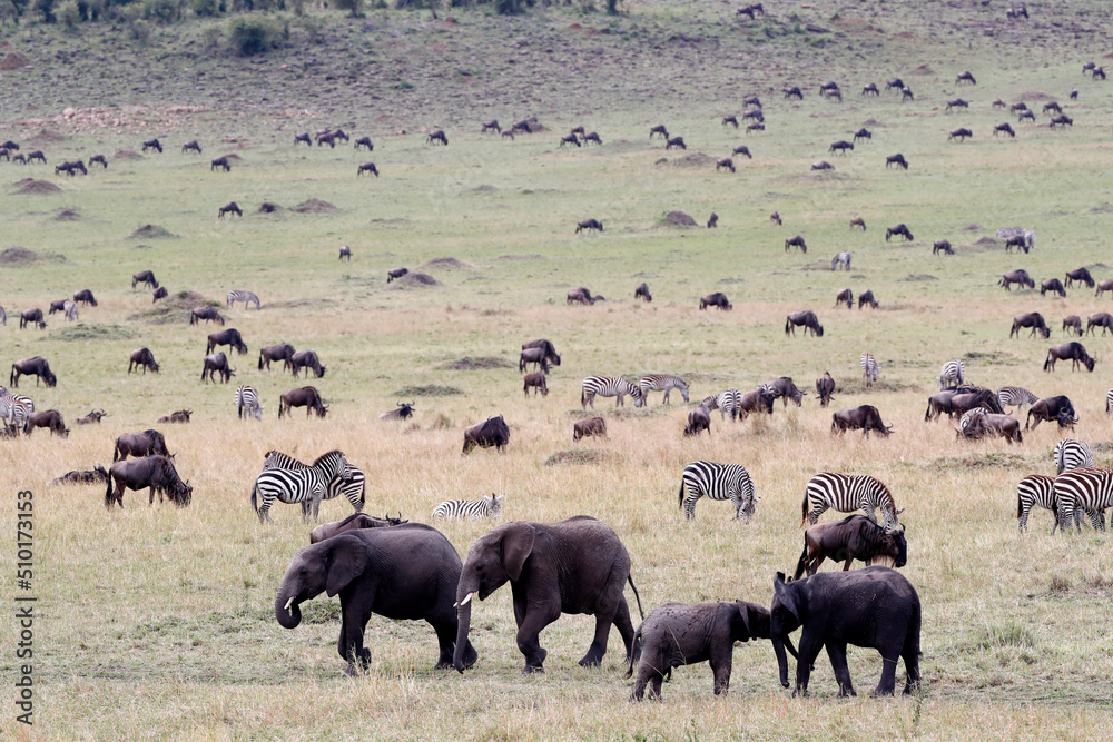African wilde life. Kenya.