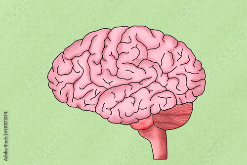Brain anatomy illustration photo