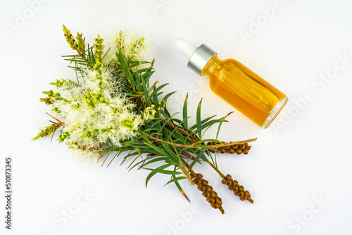 Fresh tea tree branch and essential oil on white background. Tea tree oil (Melaleuca alternifolia)