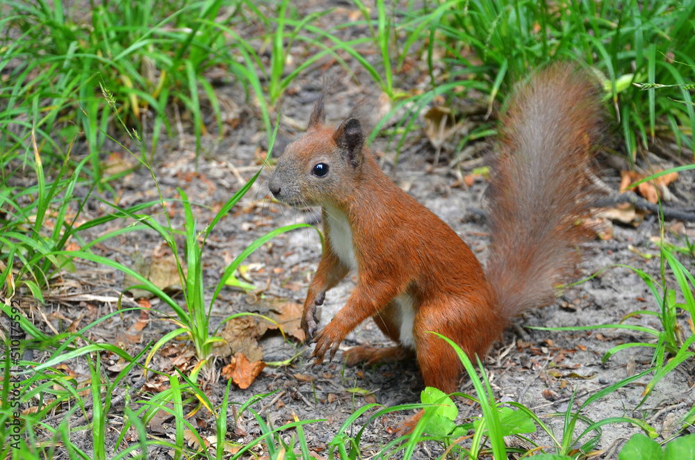Cute young red squirrel with white tummy in the park sits on hind legs . Wild squirrel outdoors close up photo. Cute young red squirrel with white tummy in the park sits on hind legs . Wild squirrel outdoors close up photo.