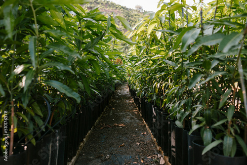 Rows of little mangoes trees