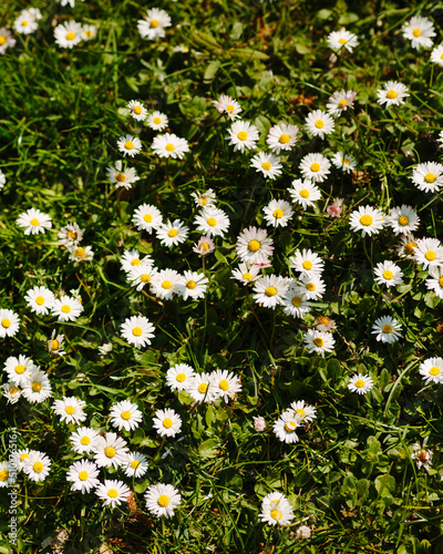 Picking daisies photo