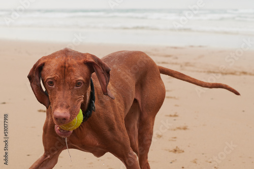 Dog retrieving ball from the ocean photo