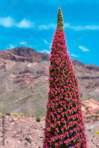 Blossoming of the red tajinaste or echium widprettii plant on springtime on volcan Teide. Tenerife, Canary Islands, Spain