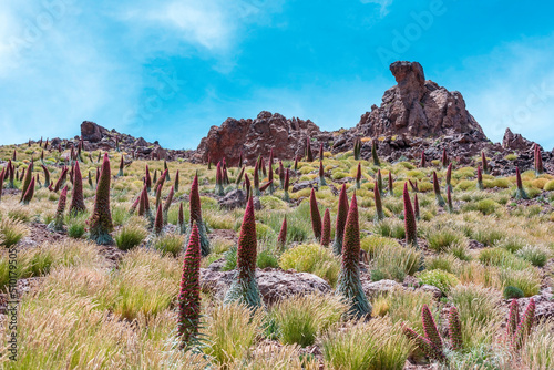 Blossoming of the red tajinaste or echium widprettii plant on springtime on volcan Teide. Tenerife, Canary Islands, Spain