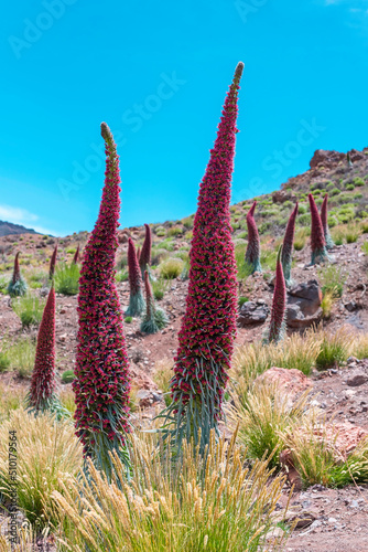 Blossoming of the red tajinaste or echium widprettii plant on springtime on volcan Teide. Tenerife, Canary Islands, Spain