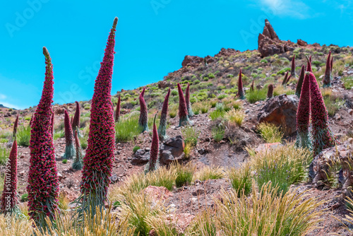 Blossoming of the red tajinaste or echium widprettii plant on springtime on volcan Teide. Tenerife, Canary Islands, Spain